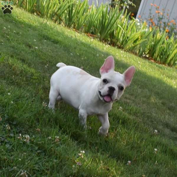 Precious, French Bulldog Puppy